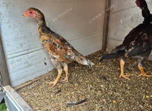 Shamo chick's