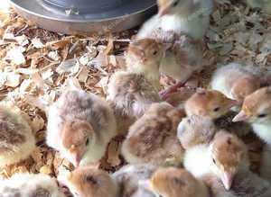 Turkey Poults Bourbon Reds and Norfolk Bronze