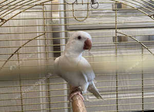 Albino quacker