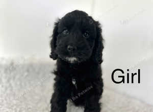 2 black cockapoo girls looking for a forever home