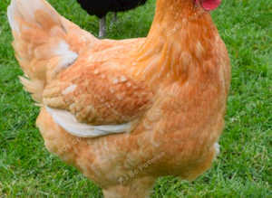 Gold speckledies point of lay pullets available