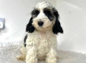 1 handsome chap looking for a home
