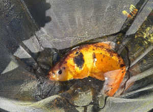 I have a koi and 5 Rudd and 1 xl large white goldfish thing and koi cross