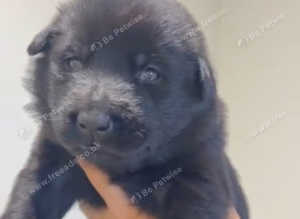 German Shepherd Puppies