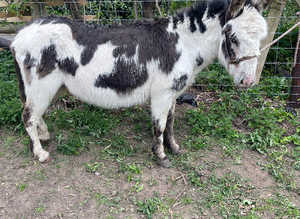 Selection of donkeys