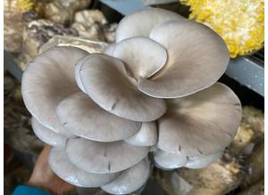 Oyster mushroom Grow kits