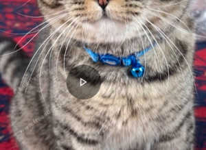 Chinchilla Mixed British Short-hair Kitten in Ilford