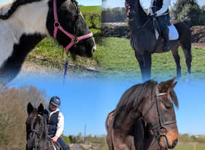 Variety of horses and ponies