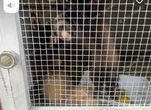 2 ferrets for sale