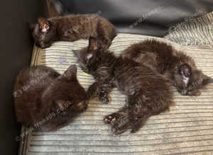 Kittens for sale