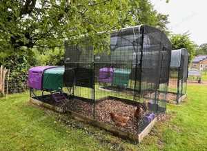 Chicken / hen boarding service - Leatherhead, Surrey