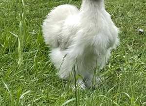 Mixed colour egg layers & USA silkies for sale