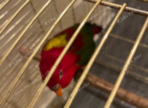 Chattering lory