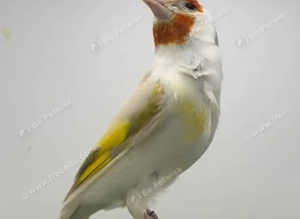 Goldfinch