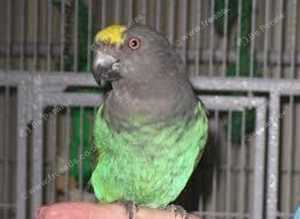 Baby Meyer's parrot Glasgow