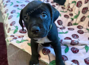 Lab x puppies