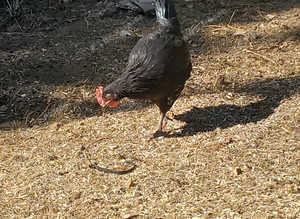 Astrolop cockerel