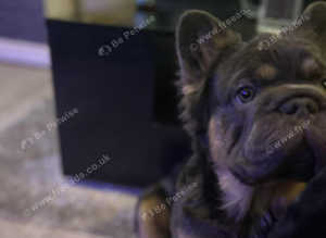 2 french bull dogs looking for a home