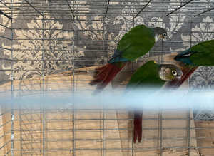 Conures