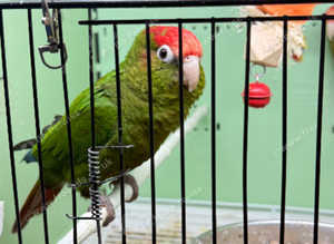 Rose Crowned Conure Glasgow
