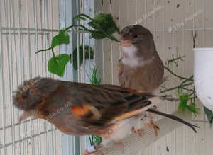 Harlequin canary pair