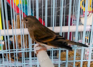 F1 siskin mule hen