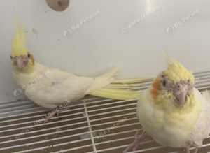 Cockatiel pair for sale