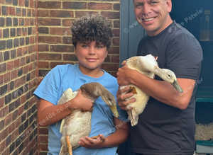Welsh Harlequins Farmyard Chicks / Runners
