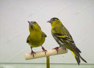 Siskins