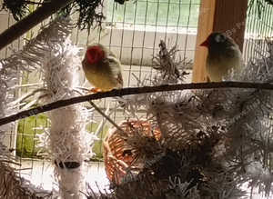 2 pairs of Starfinch