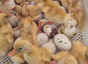 Female Cherry Valley Ducklings
