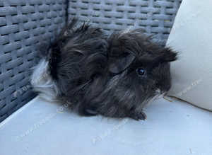 Long haired baby male guinea pigs.