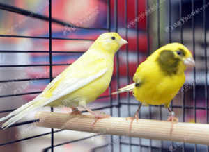 Yellow Canaries,17