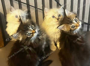 Maine Coon kittens SOLD