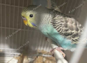 Budgies all colours mutations