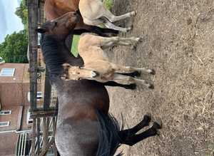 Dun p/b NF foals available at weaning