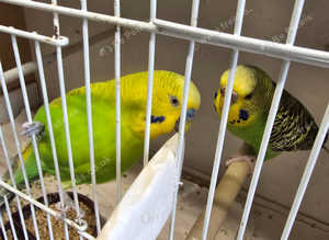 Pair of young budgies male and female