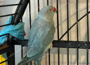 Blue ringneck valentine offer