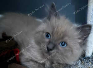 Ragdoll kittens 2 male and 2 female