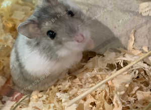 Beautiful cute little baby Russian dwarf hamsters