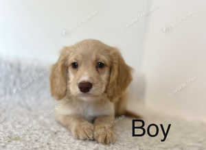 3 stunning cockapoo puppies ready now