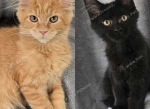Maine Coon black and ginger kittens  available
