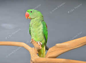 Baby Alexanderine Talking Parrot,17