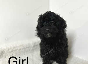 4 beautiful F1 Cockapoo girls and boy