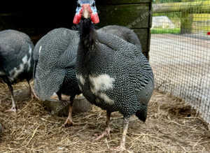 Guinea fowl hatching eggs