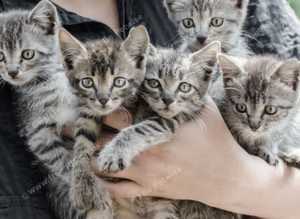 Micro chipping service in your own home