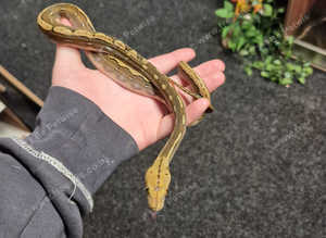 Reticulated python for sale