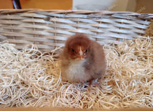 Chicks for sale