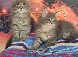 Maine coon kittens