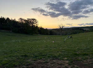 Horse grazing  Shere